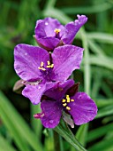 TRADESCANTIA ANDERSONIANA CONCORDE GRAPE