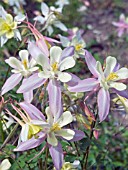 AQUILEGIA VULGARIS,  LONG SPURRED TYPE,  COLUMBINE