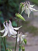 AQUILEGIA VULGARIS,  SHORT SPURRED FORM