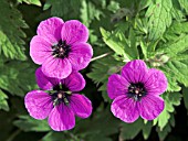 GERANIUM ANN FOLKARD,  HARDY PERENNIAL