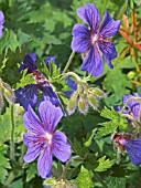 GERANIUM X MAGNIFICUM