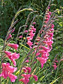 GLADIOLUS COMMUNIS BYZANTINUS