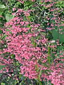 HEUCHERA SANGUINEA,  HARDY PERENNIAL