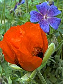 PAPAVER ORIENTALE WITH GERANIUM X MAGNIFICUM