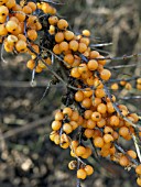 HIPPOHAE RHAMNOIDES (SEA BUCKTHORN)