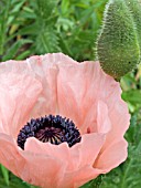 PAPAVER ORIENTALE PINK SEEDLING