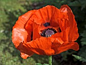 PAPAVER ORIENTALE,  ORIENTAL POPPY