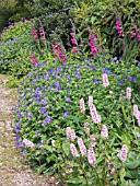 PERSICARIA BISTORTA,  GERANIUM X MAGNIFICUM & GLADIOLUS COMMUNIS BYZANTINUS