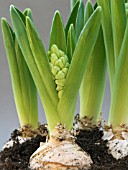 HYACINTHUS ORIENTALIS LINNOCENCE (HYACINTH)