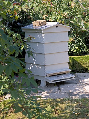 BEEHIVE_FOR_FRUIT_TREE_POLLINATION