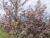 PRUNUS PADUS COLORATA,  ORNAMENTAL BIRD CHERRY