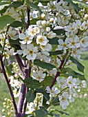 PRUNUS PADUS LIALA,  HYBRID BIRD CHERRY