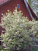 PRUNUS PADUS,  BIRD CHERRY