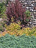 RUTA GRAVEOLENS,  SPIREA GOLDFLAME & BERBERIS THUNBERGIA,  FOLIAGE CONTRASTS