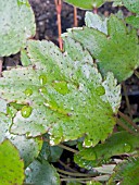 SAXIFRAGA FORTUNEI MT NACHI