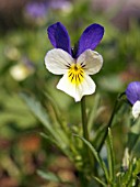 VIOLA TRICOLOR,  WILD PANSY,  HARTSEASE,  NATIVE BIENNIAL