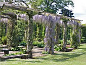 WISTERIA FLORIBUNDA MULTIJUGA,  HAROLD PETO PERGOLA,  WEST DEAN GARDENS