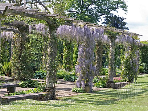 WISTERIA_FLORIBUNDA_MULTIJUGA__HAROLD_PETO_PERGOLA__WEST_DEAN_GARDENS