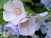 ABUTILON VITIFOLIUM