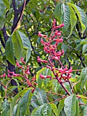 AESCULUS PAVIA ATROSANGUINEA,  RED BUCKEYE