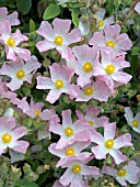 CISTUS SILVER PINK