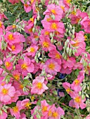 HELIANTHEMUM WISLEY PINK