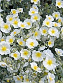 HELIANTHEMUM WISLEY WHITE