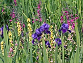 IRIS,  VERBASCUM & GLADIOLUS,  PLANT ASSOCIATION