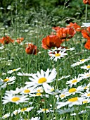 LEUCANTHEMUM VULGARE & PAPAVER ORIENTALE,  OX EYE DAISY AND ORIENTAL POPPY MEADOW