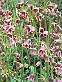 NECTAROSCORDUM SICULUM PINK FORM,  HARDY BULB