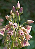 NECTAROSCORDUM SICULUM PINK FORM,  HARDY BULB