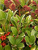 SKIMMIA JAPONICA