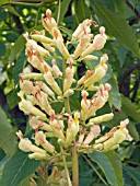 AESCULUS FLAVA,  YELLOW BUCKEYE,  HARDY TREE