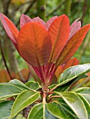 DAPHNIPHYLLUM MACROPODUM,  EVERGREEN SHRUB