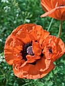 PAPAVER ORIENTALE IN WILD MEADOW,  ORIENTAL POPPY