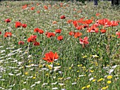 PAPAVER ORIENTALE IN WILD MEADOW,  ORIENTAL POPPY