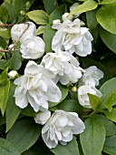 PHILADELPHUS MANTEAU DHERMINE,  HARDY SHRUB