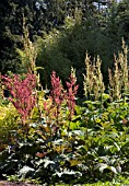 RHEUM PALMATUM & RHEUM PALMATUM ATROSANGUINIUM