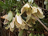 CLEMATIS CIRRHOSA BALEARICA