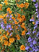 SALVIA & HELIANTHEMUM,  PLANT COLOUR ASSOCIATION