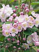 DEUTZIA x KALMIIFLORA