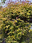 JASMINUM OFFICINALE FIONA SUNRISE,  HARDY CLIMBER