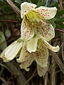 CLEMATIS CIRRHOSA BALEARICA