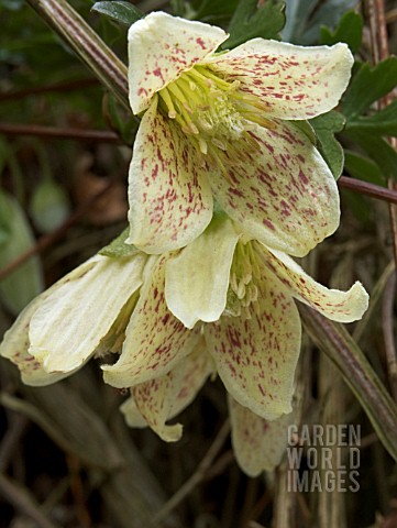 CLEMATIS_CIRRHOSA_BALEARICA