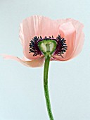 PAPAVER ORIENTALE,  CROSS SECTION,  ORIENTAL POPPY