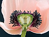 PAPAVER ORIENTALE,  CROSS SECTION,  ORIENTAL POPPY