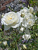 ROSA ICEBERG,  CLIMBING ROSE