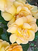 ROSA MAIGOLD,  CLIMBER