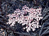 SAMBUCUS NIGRA BLACK LACE