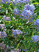 SOLANUM CRISPUM GLASNEVIN,  HARDY CLIMBER